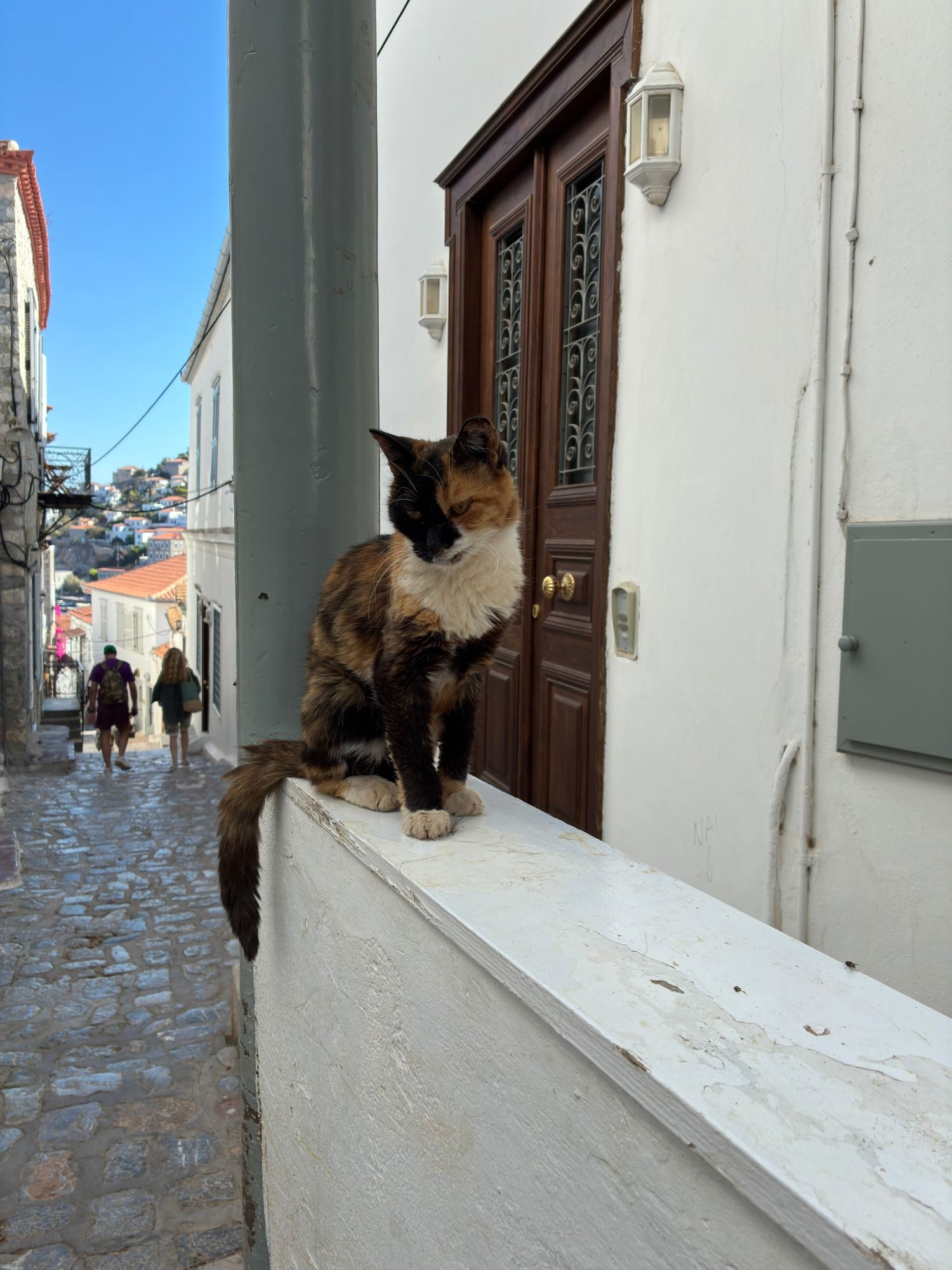 A calico cat sitting on a white wall in a lane in Hydra Town